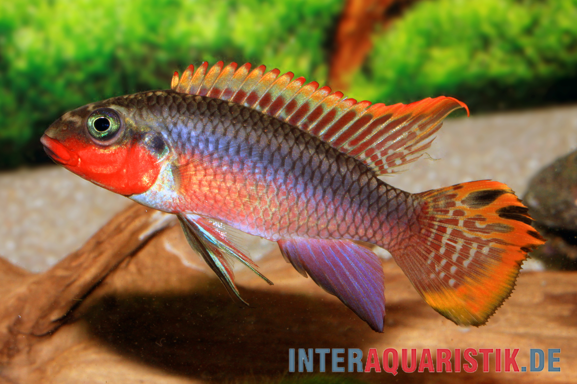 Smaragdprachtbarsch, Pelvicachromis taeniatus Nigeria Red